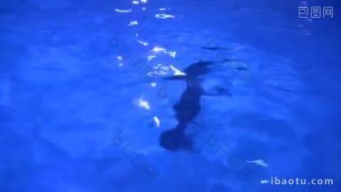 海豚在水族馆里游泳